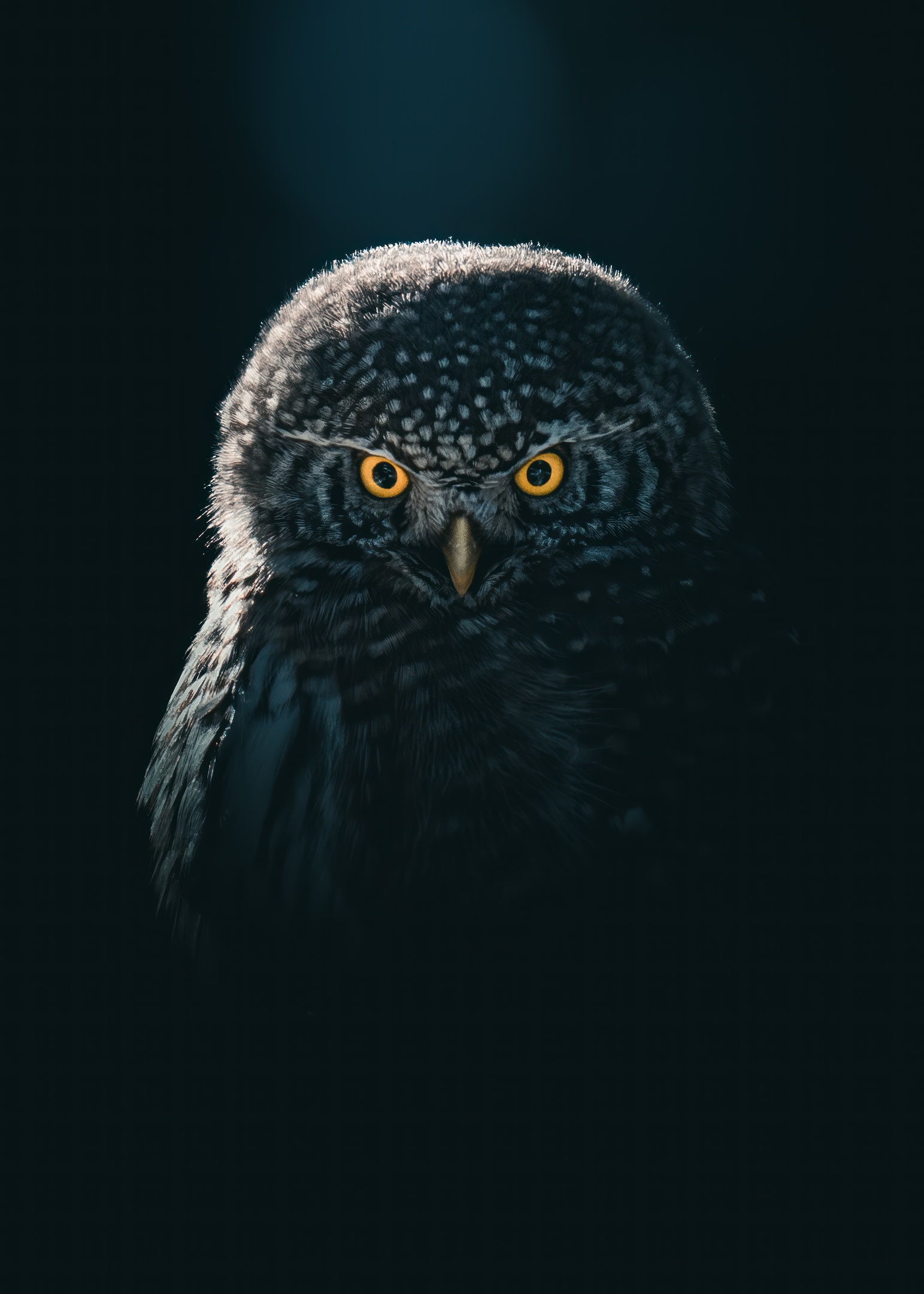 Short eared owl portrait by mankeyfoto