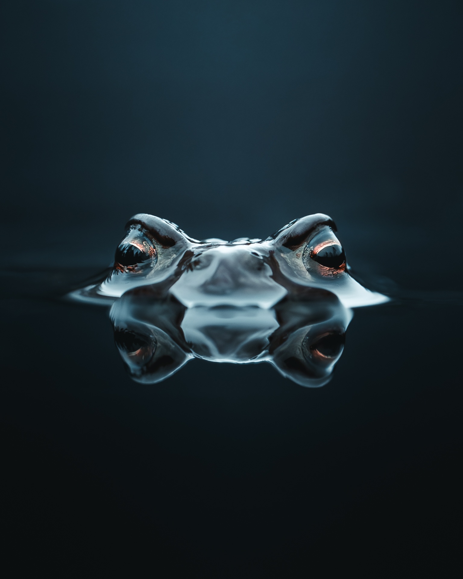 toad portrait by mankeyfoto