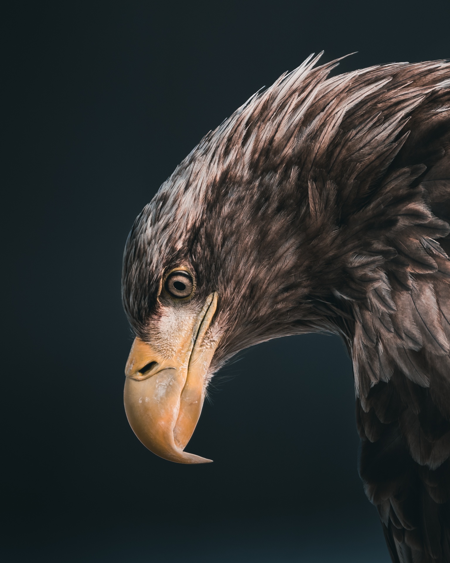 Short eared owl portrait by mankeyfoto