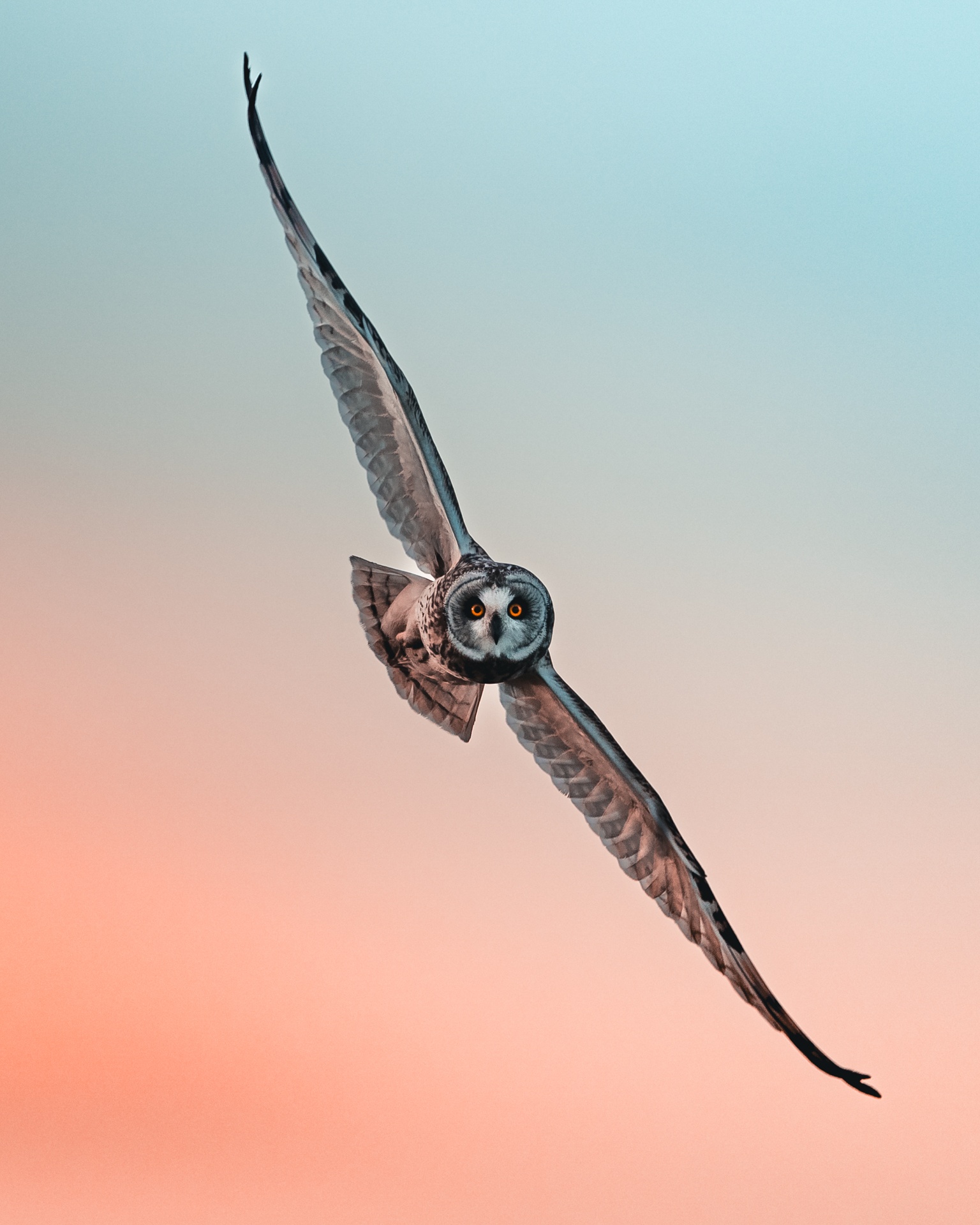 toad portrait by mankeyfoto
