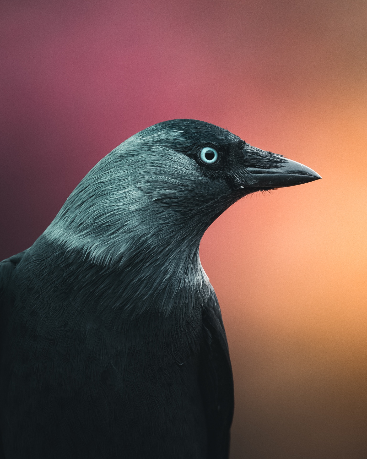 Short eared owl portrait by mankeyfoto