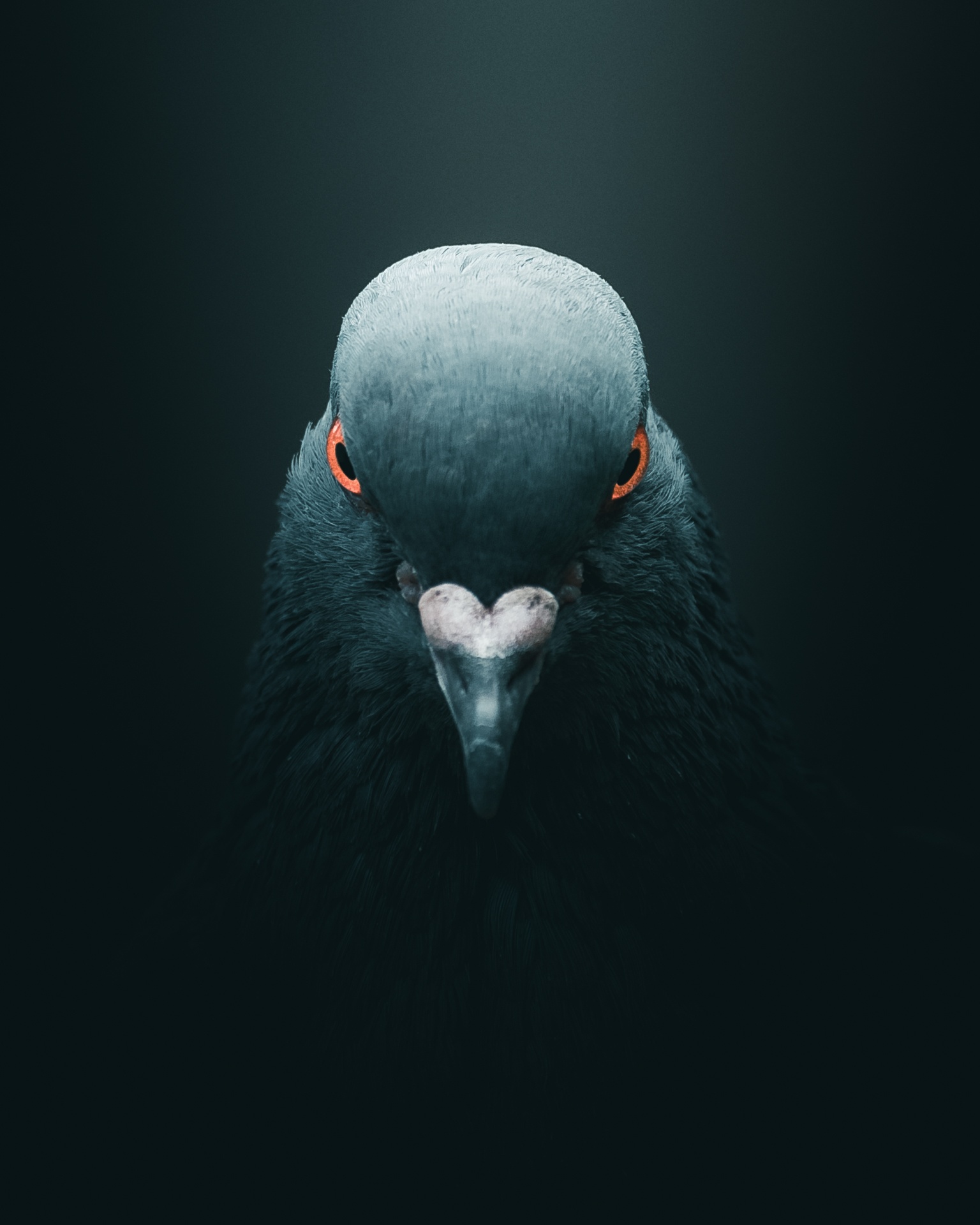 Portrait of a bullfinch by mankeyfoto