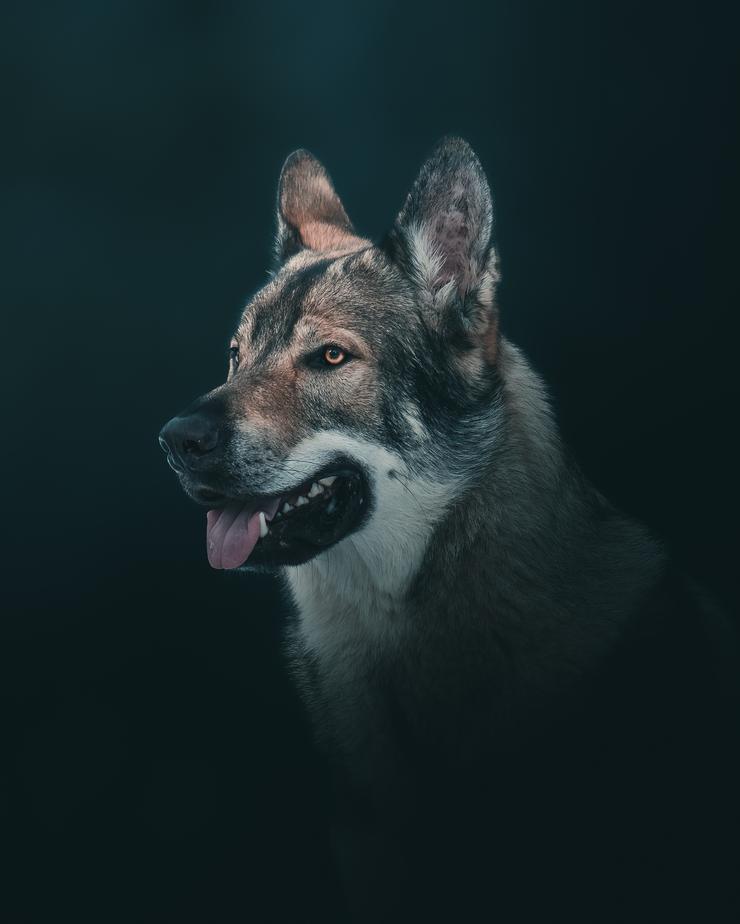 Dog Portrait
