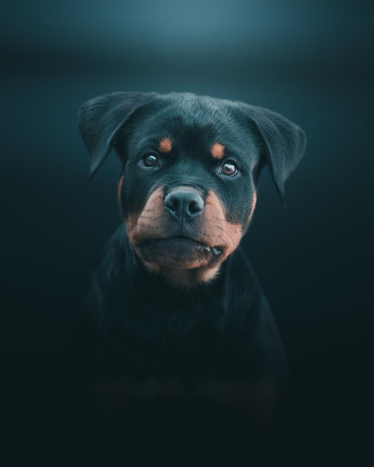 Dog portrait by Mankeyfoto
