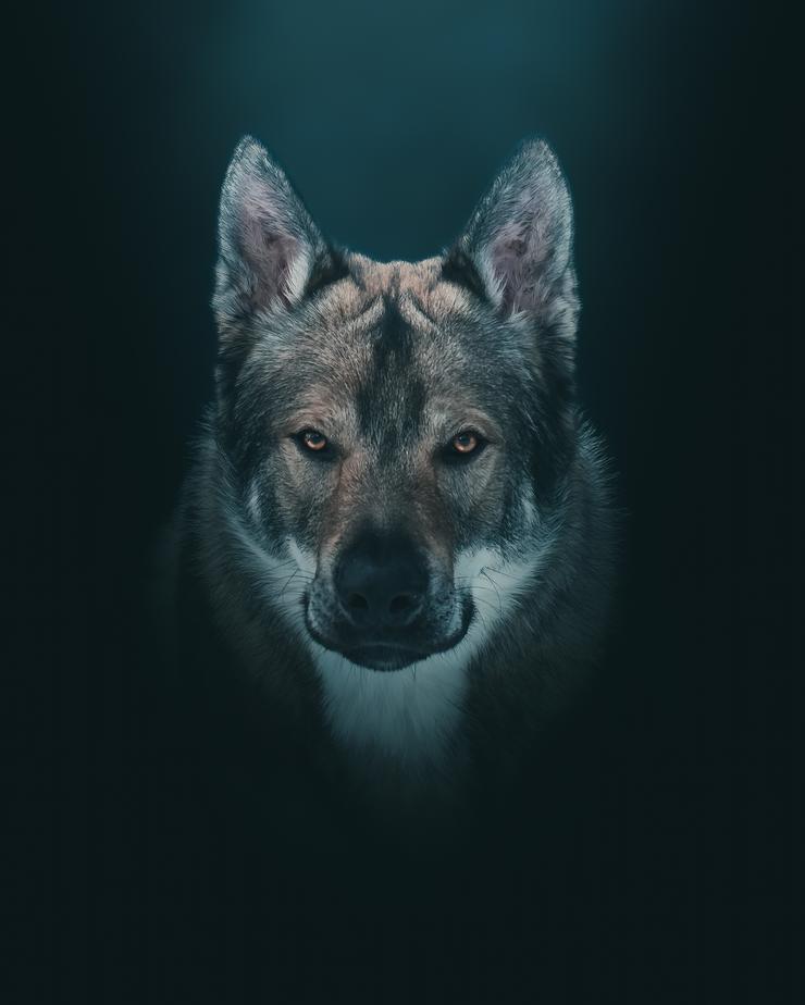 Dog portrait by Mankeyfoto
