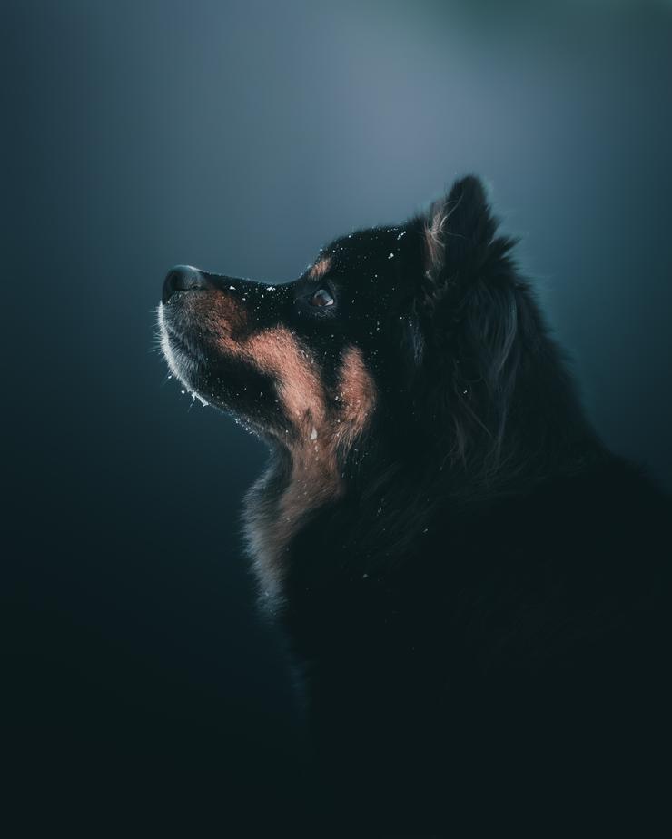 Dog portrait by Mankeyfoto