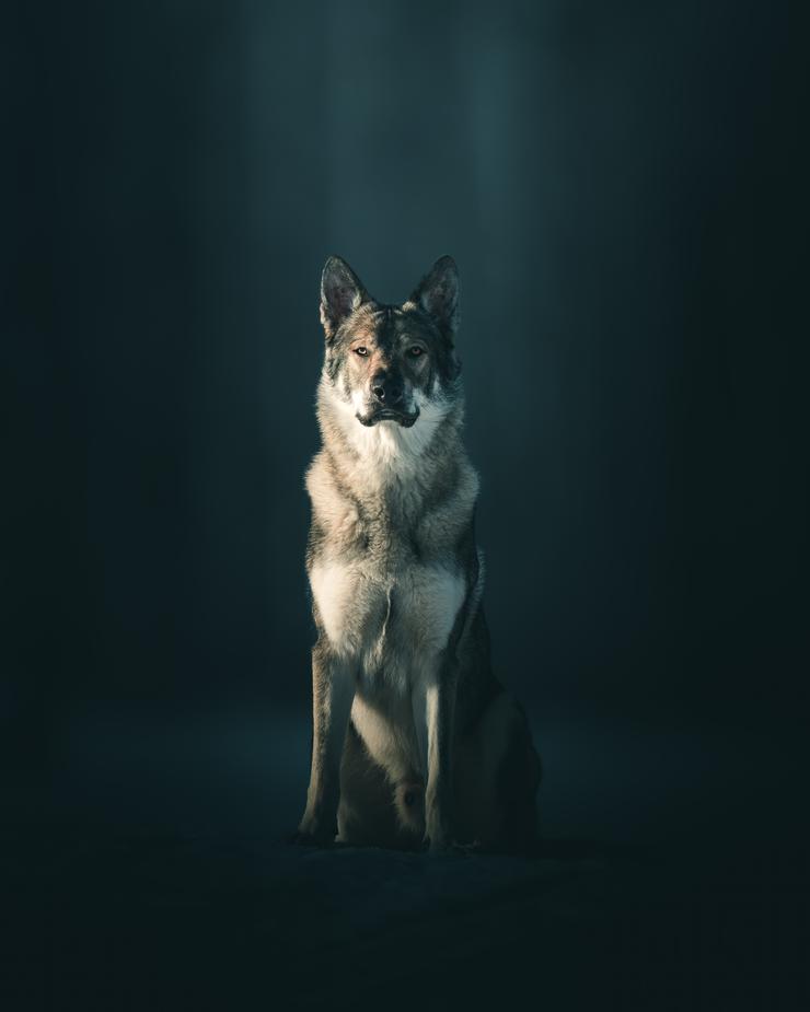 Dog portrait by Mankeyfoto