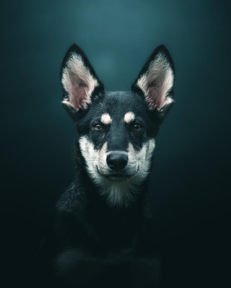 Dog portrait by Mankeyfoto