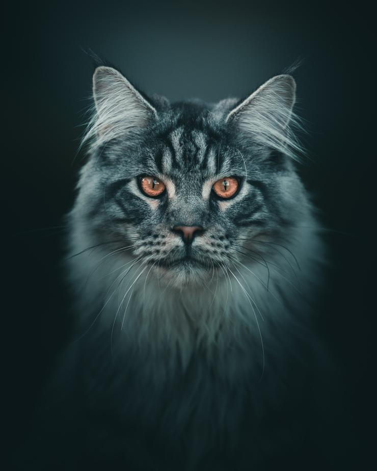 Cat portrait by Mankeyfoto
