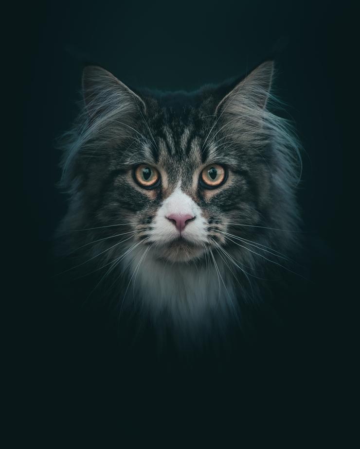 Cat portrait by Mankeyfoto