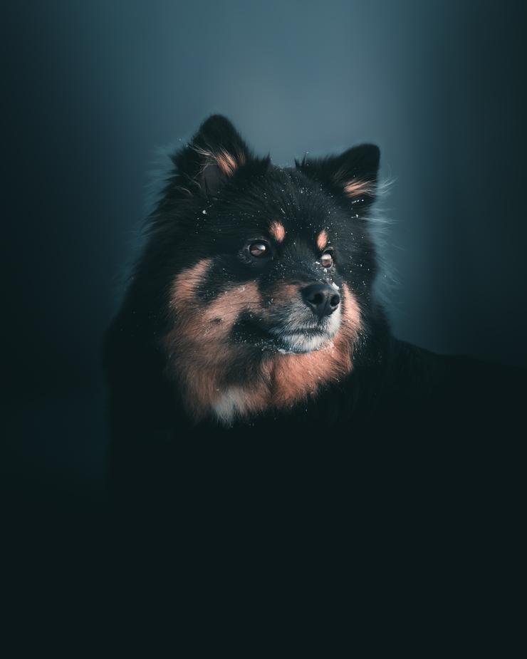 Dog portrait by Mankeyfoto