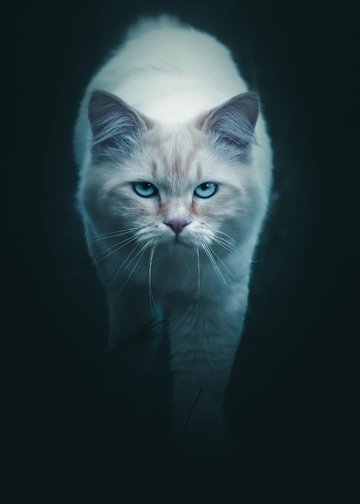 Cat portrait by Mankeyfoto