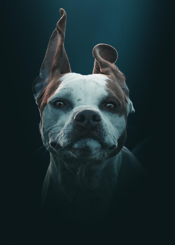 Dog portrait